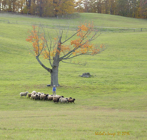 Sheep herd