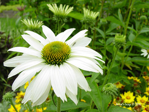 White coneflower