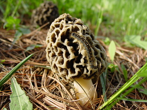 Morel Mushroom 5 10 2010 