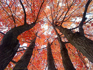 Looking Up