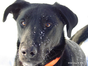 Black lab