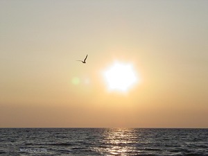 DSC06578