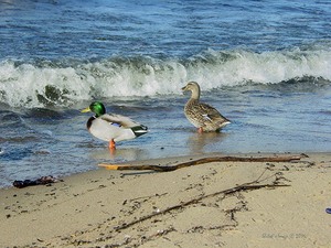 Mallard Ducks