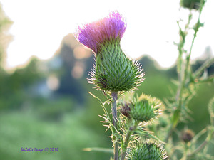 Thistle