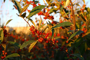 Berry bush