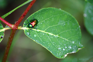 Rainbow beetle