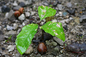 Oak tree