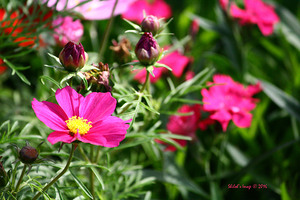 Pink cosmos