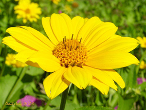 Mello yellow