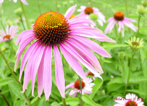 Echinacea  
