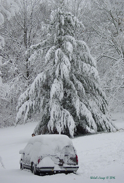 Winter pine Téléchargement Numérique