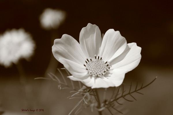 Classic cosmos Digital Download