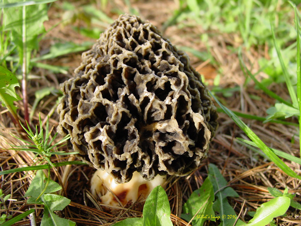 Morel mushroom by Shilohsimage