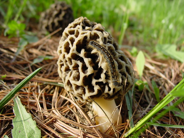 Morel Mushroom 5 10 2010  by Shilohsimage