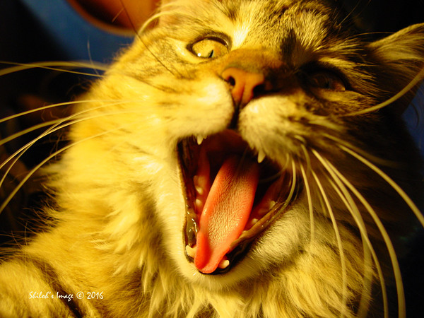 Cat yawn by Shilohsimage