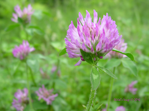 Clover 6 12 2010  Digital Download