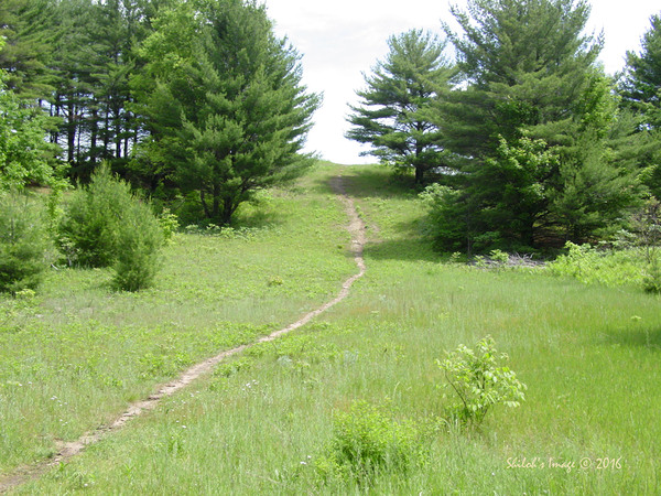 Summer path Digital Download