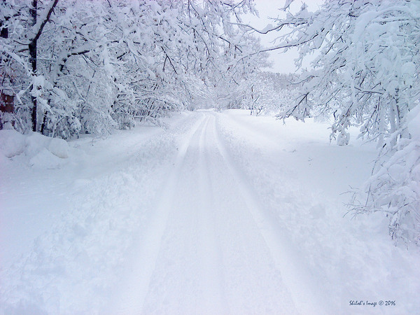 Winterland Digital Download