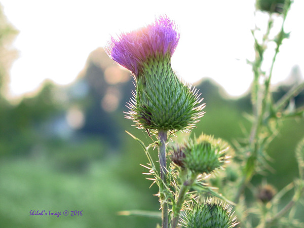 Thistle by Shilohsimage