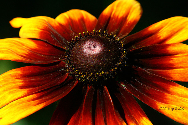 Summer sunflower Digital Download