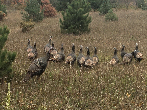 Wild Turkey Téléchargement Numérique