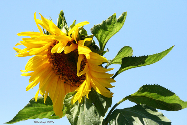 Sunflower Digital Download