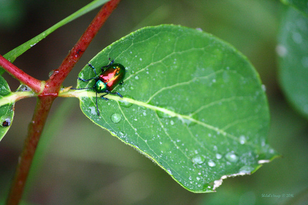Rainbow beetle Digital Download