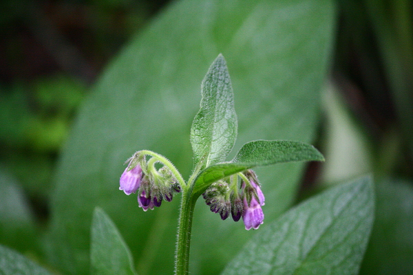 Comfrey Téléchargement Numérique
