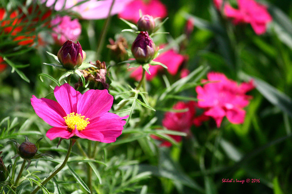 Pink cosmos Digital Download