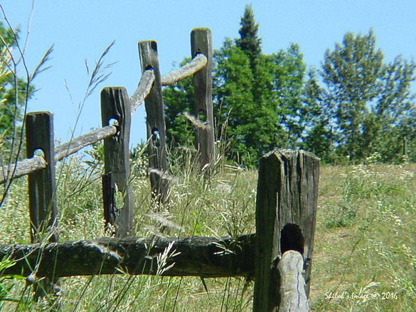 Fence row Digital Download