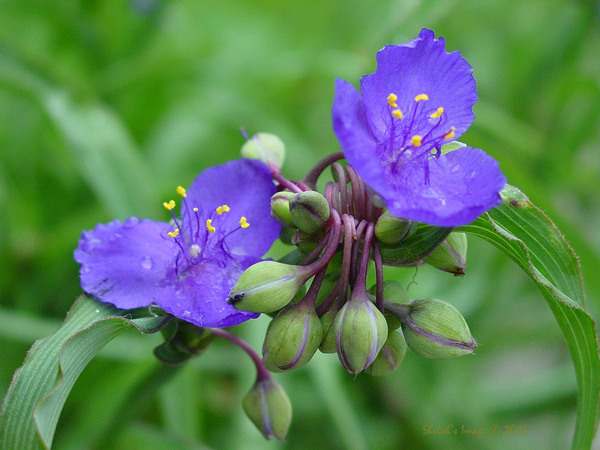 Spiderwort by Shilohsimage