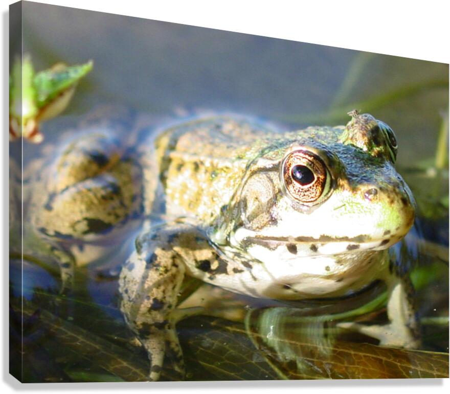 SI Frog  Canvas Print