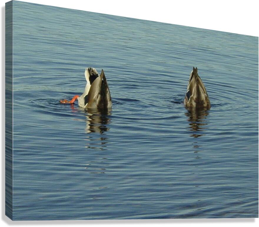 Mallards Canvas Print