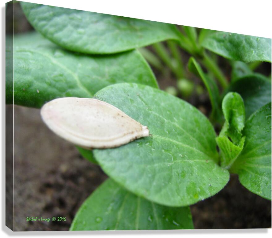 Pumpkin seed Canvas Print