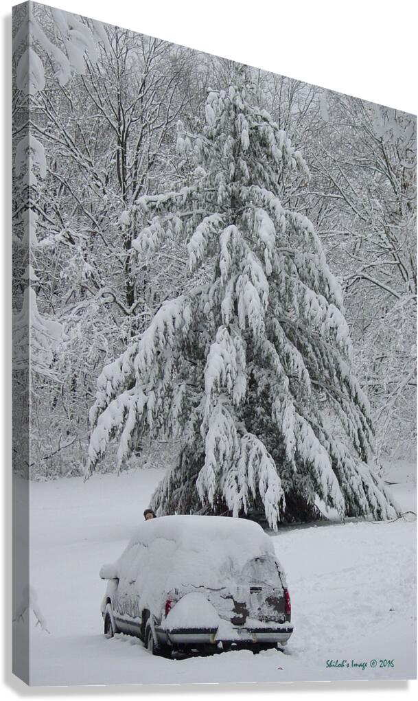 Winter pine Canvas Print