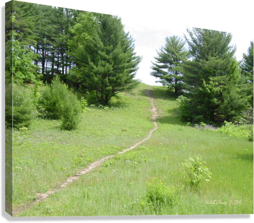 Summer path Canvas Print