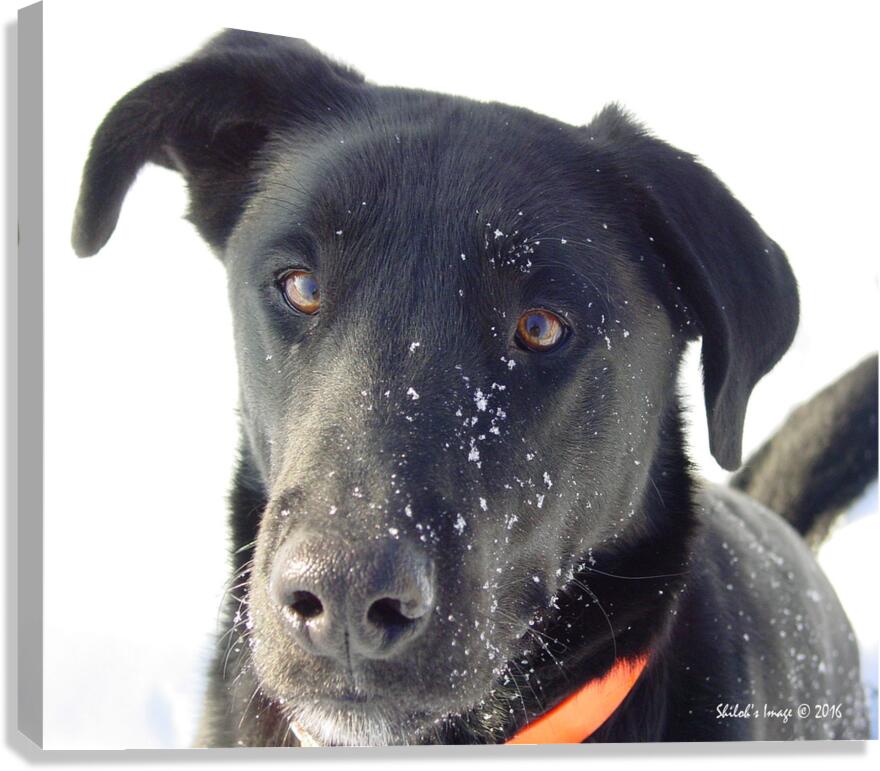 Black lab Canvas Print