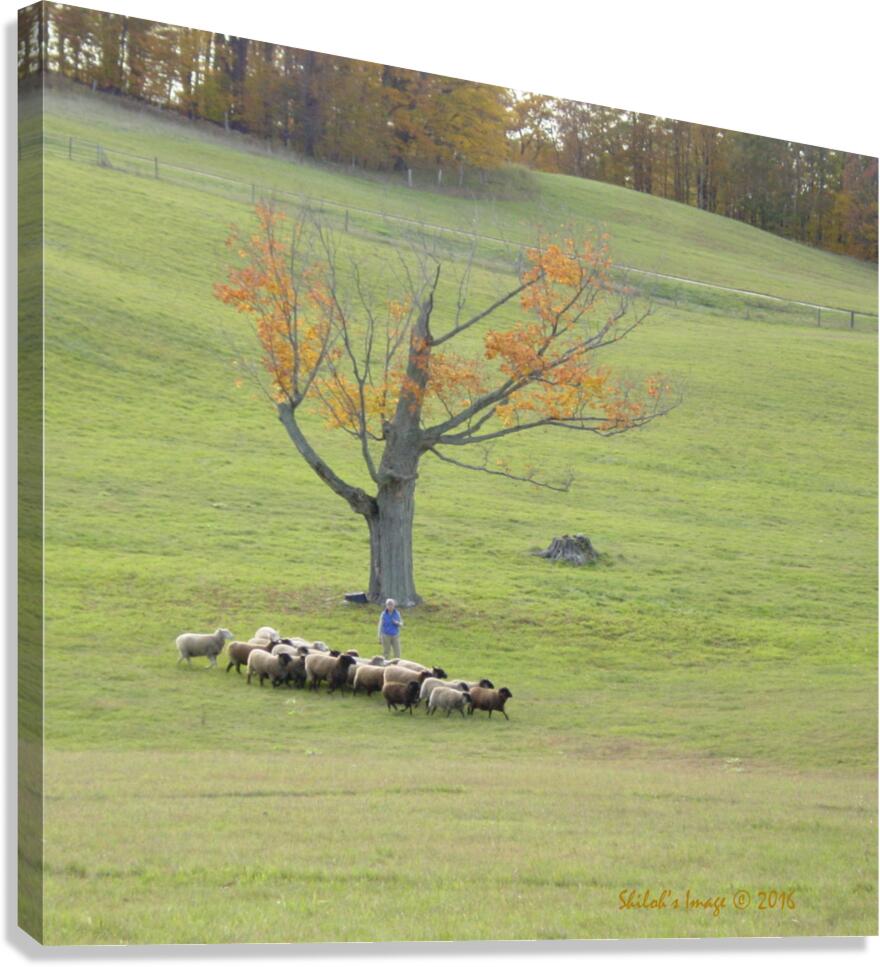 Sheep herd Canvas Print