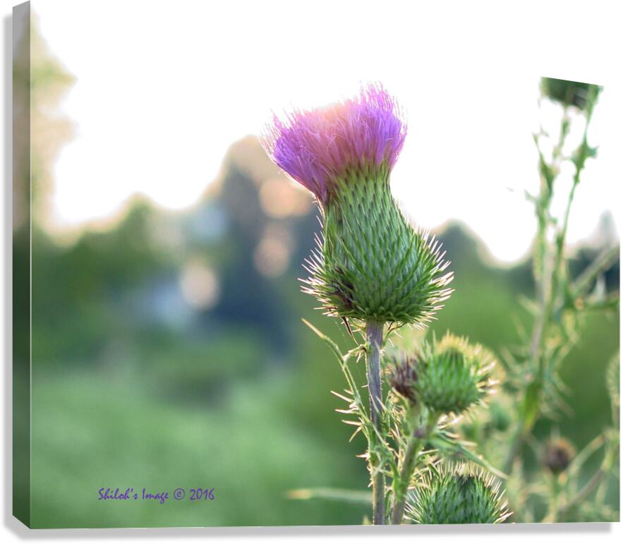 Thistle Canvas Print