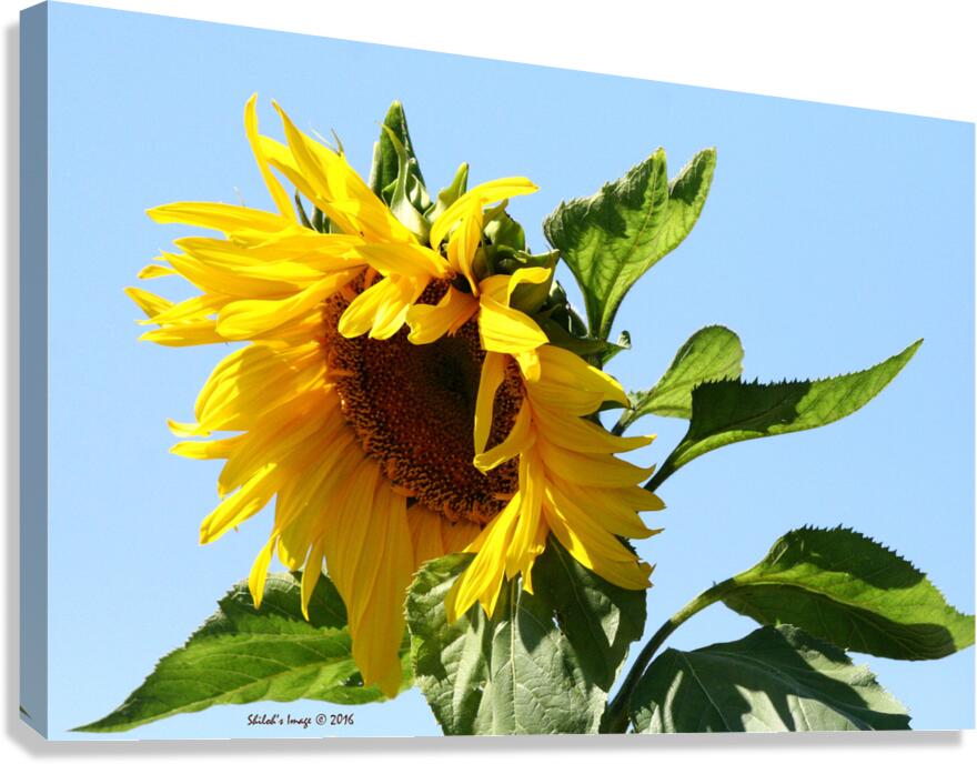 Sunflower Canvas Print