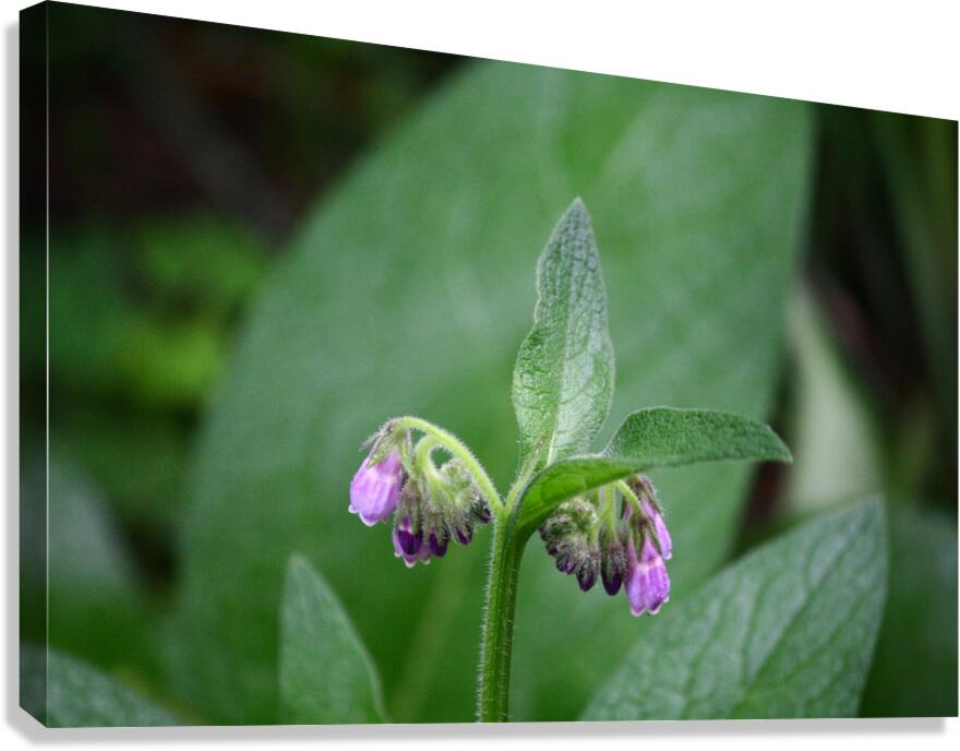 Comfrey Canvas Print