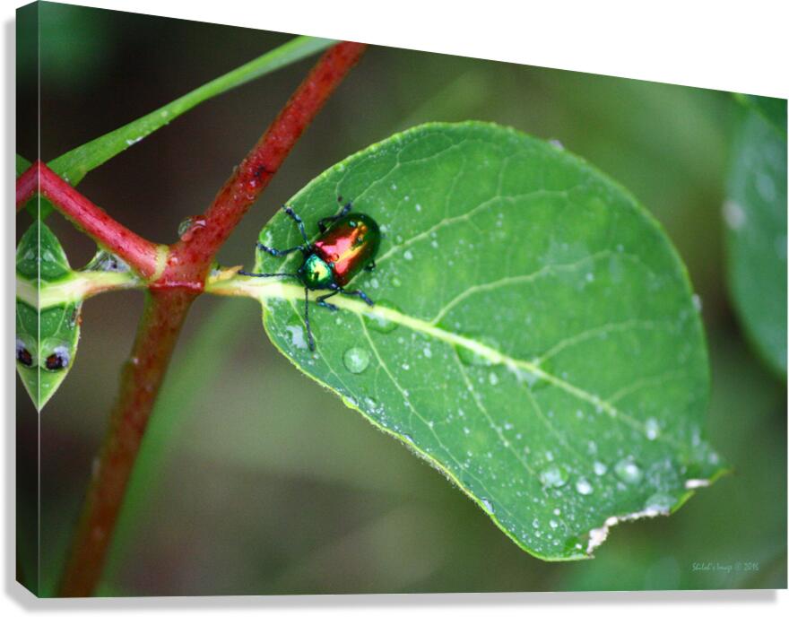 Rainbow beetle Canvas Print
