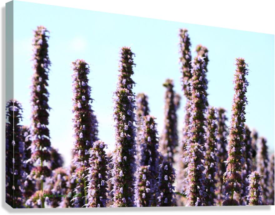 Lavandar  Canvas Print
