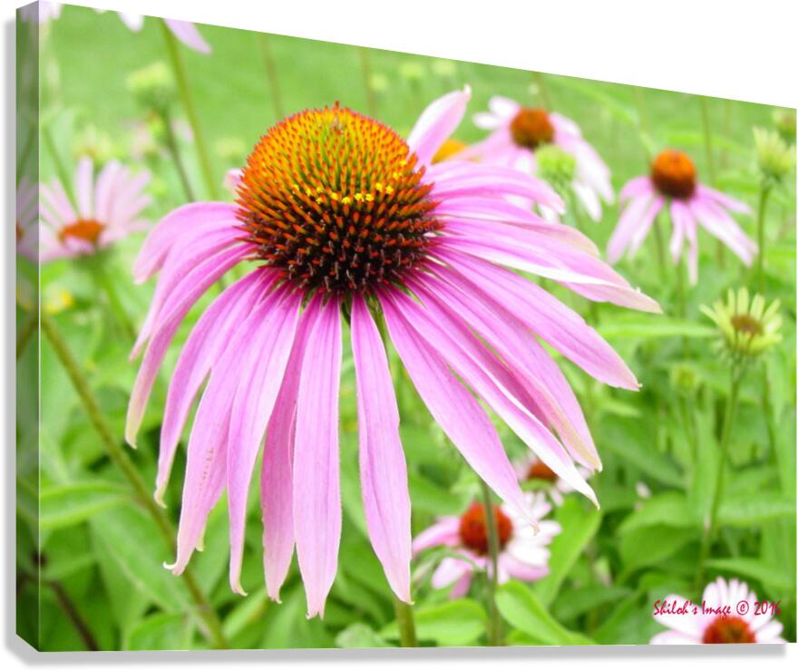 Echinacea   Canvas Print