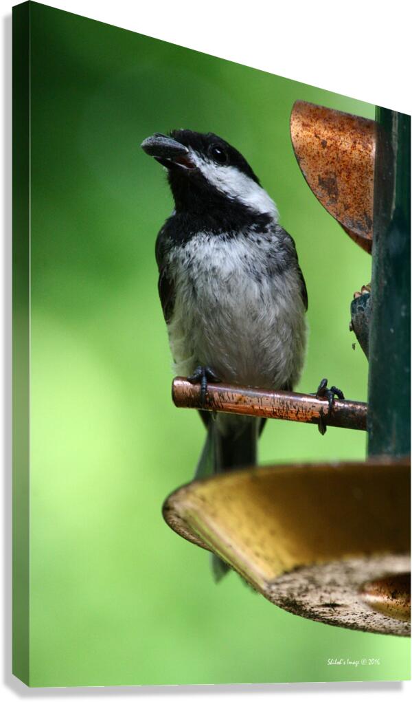 Chickadee Canvas Print