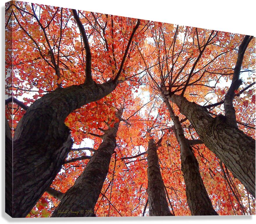 Looking Up Canvas Print
