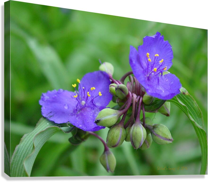 Spiderwort Canvas Print