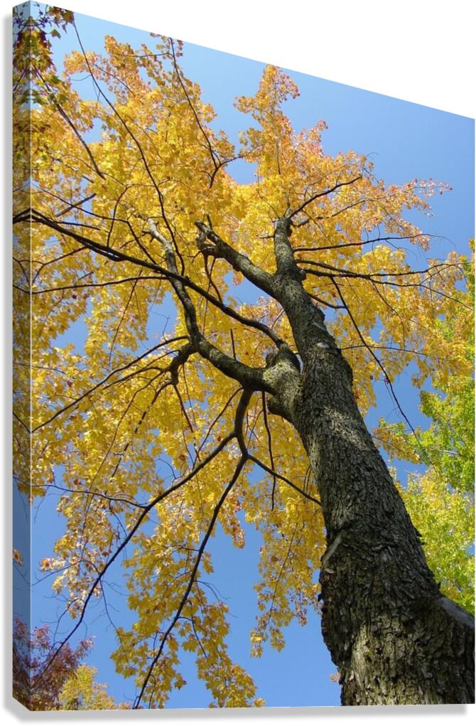 Yellow Maple  Canvas Print