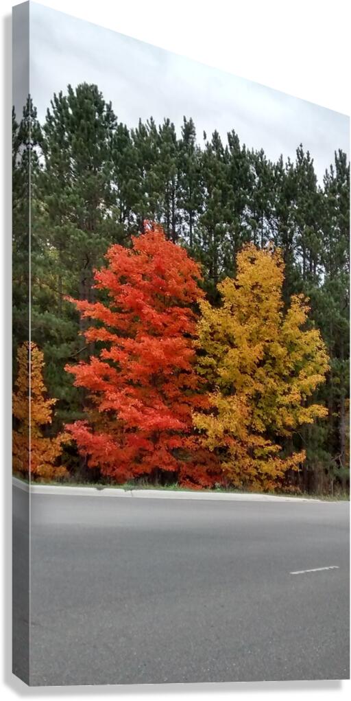 Twin Maples Canvas Print