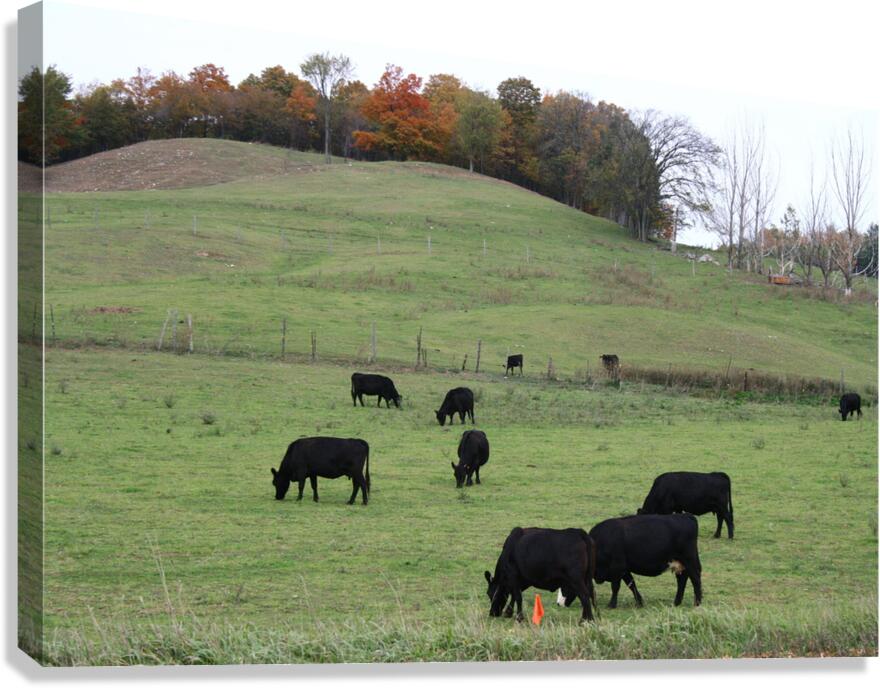 Cows Grazing Canvas Print